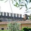 Weddings in Torri del Benaco